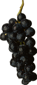 Grapes